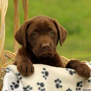 Bristol, Labrador Retriever-Chocolate Puppy