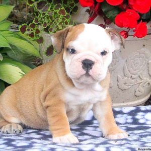 Bristol, English Bulldog Puppy