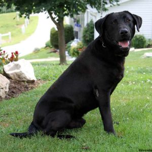 Bristol, Labrador Retriever-Chocolate Puppy