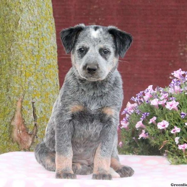 Brita, Blue Heeler – Australian Cattle Dog Puppy