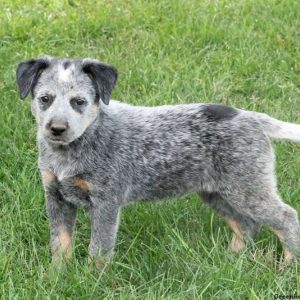 Brita, Blue Heeler – Australian Cattle Dog Puppy