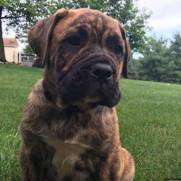 Bruiser, English Bulldog Mix Puppy