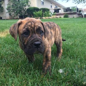 Bruiser, English Bulldog Mix Puppy