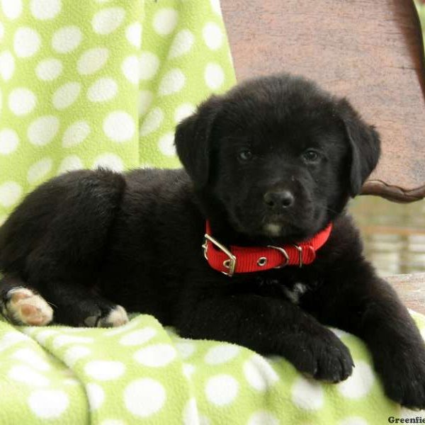 Bruno, Labernese Puppy