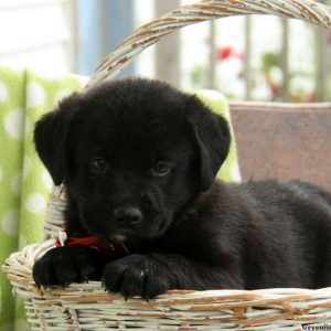 Bruno, Labernese Puppy