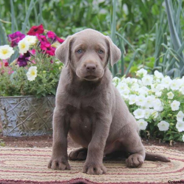 Buddy, Labrador Retriever-Silver Puppy