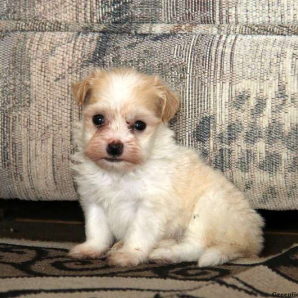 Buddy, Havanese Puppy