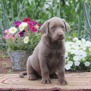 Buddy, Labrador Retriever-Silver Puppy