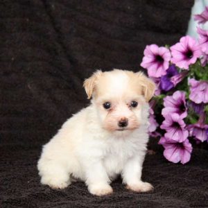 Buddy, Havanese Puppy