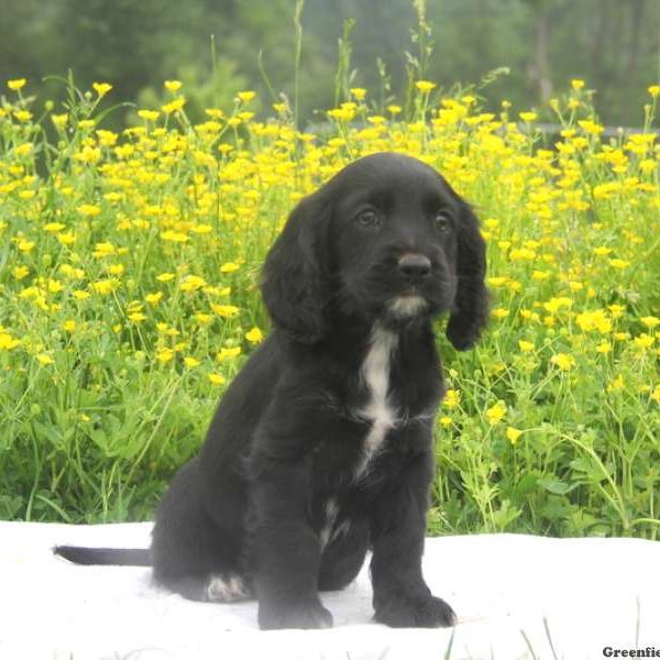 Buffy, Cockalier Puppy