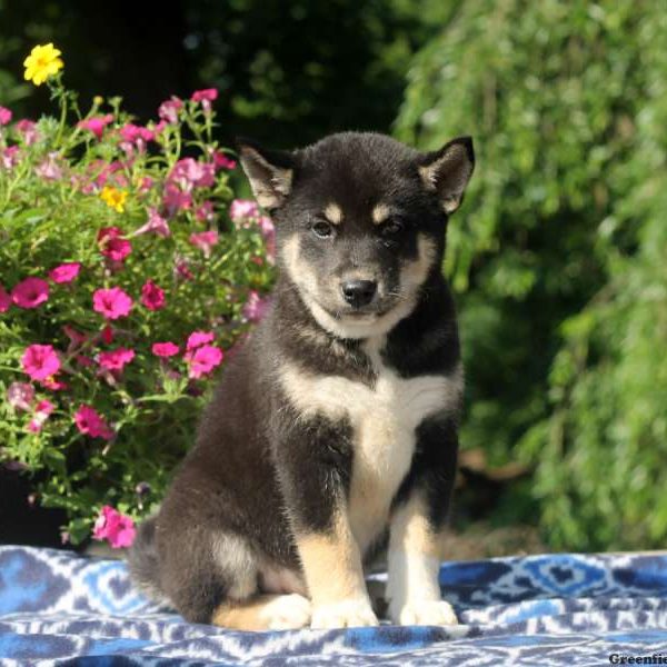 Buster, Siberian Husky Mix Puppy