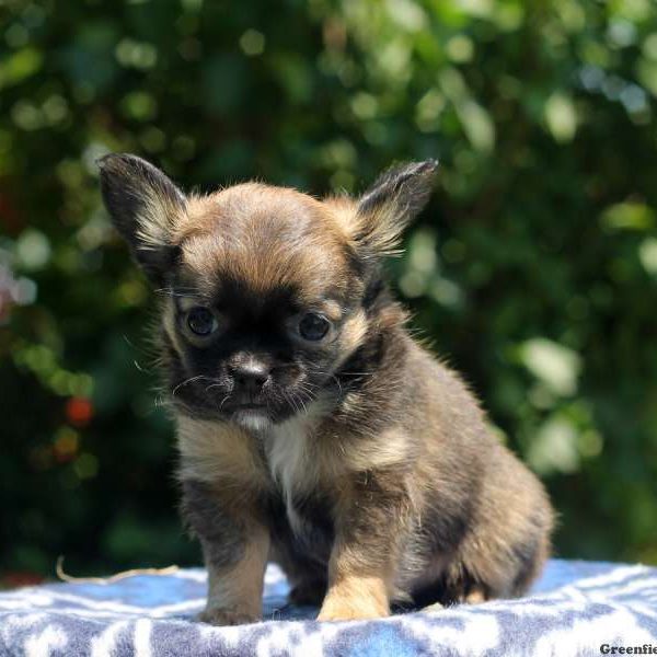 Buster, Chihuahua Puppy