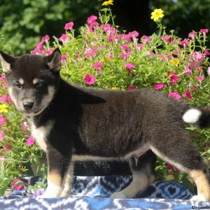 Buster, Siberian Husky Mix Puppy