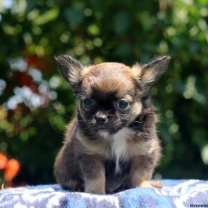 Buster, Chihuahua Puppy