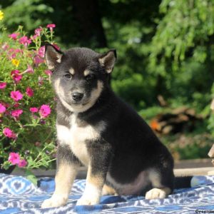 Buster, Siberian Husky Mix Puppy