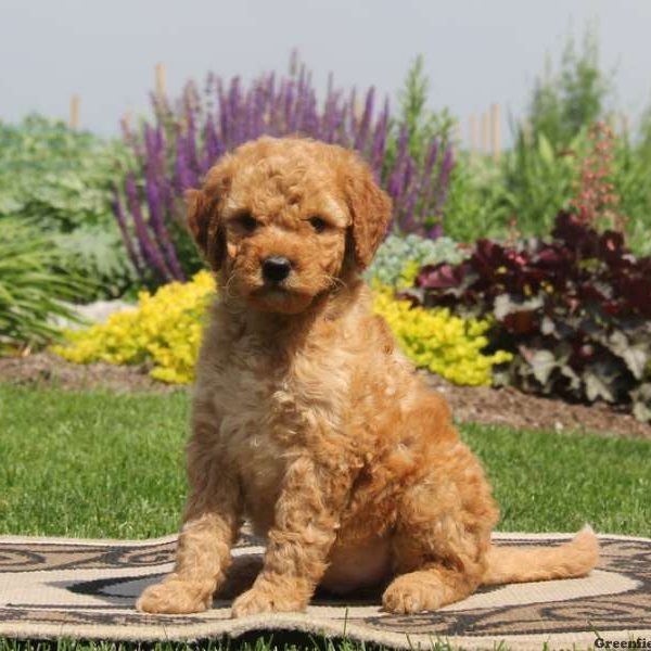 Caden, Goldendoodle-Miniature Puppy