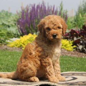 Caden, Goldendoodle-Miniature Puppy