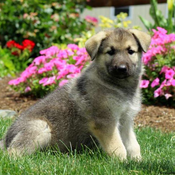 Caiden, German Shepherd Mix Puppy