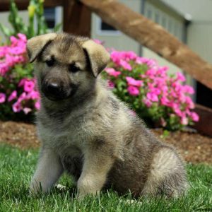 Caiden, German Shepherd Mix Puppy