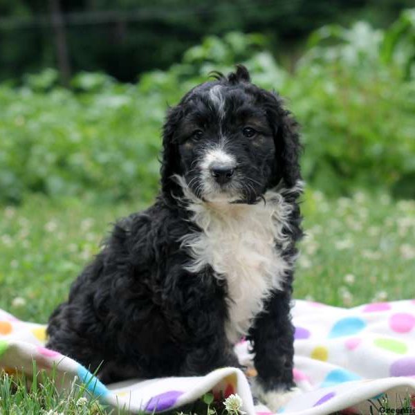 Caitlyn, Bernedoodle Puppy