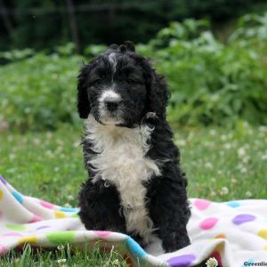 Caitlyn, Bernedoodle Puppy