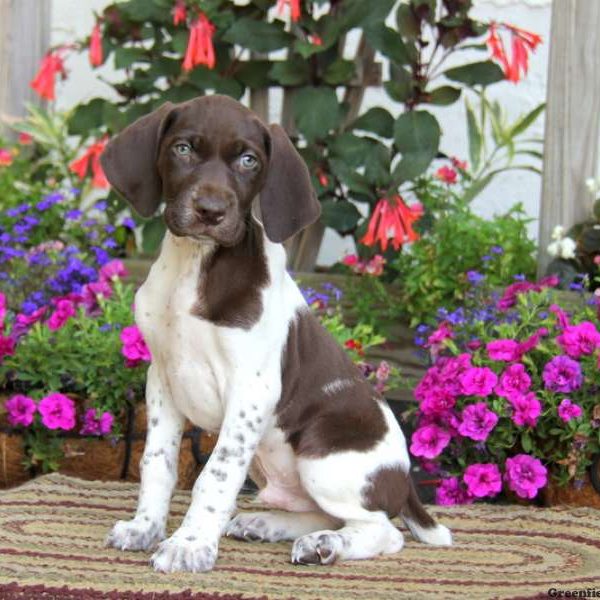 Caleb, German Shorthaired Pointer Puppy