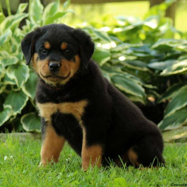 Caleb, Rottweiler Puppy
