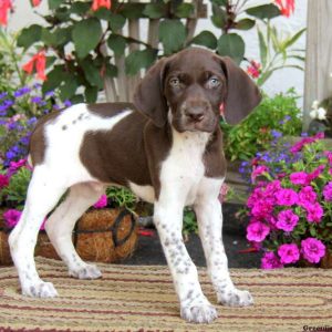 Caleb, German Shorthaired Pointer Puppy