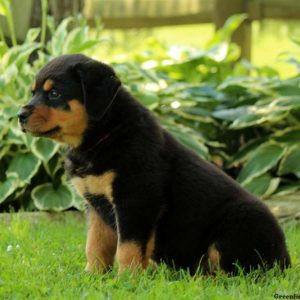Caleb, Rottweiler Puppy