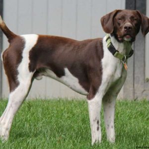 Caleb, German Shorthaired Pointer Puppy