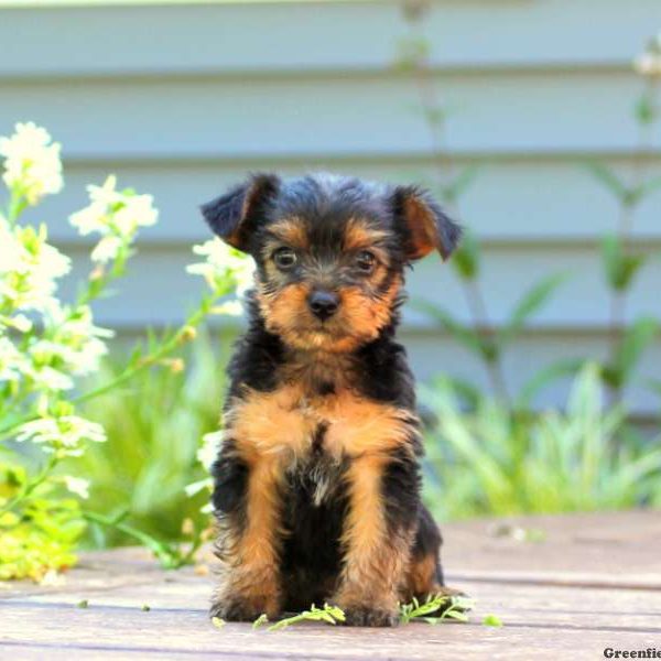 Cali, Yorkshire Terrier Puppy