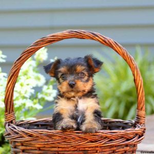 Cali, Yorkshire Terrier Puppy