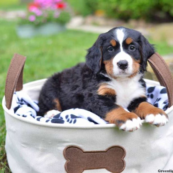 Callie, Bernese Mountain Dog Puppy