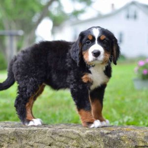 Callie, Bernese Mountain Dog Puppy