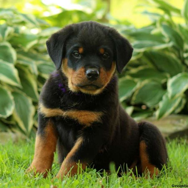 Camden, Rottweiler Puppy