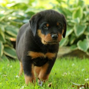 Camden, Rottweiler Puppy