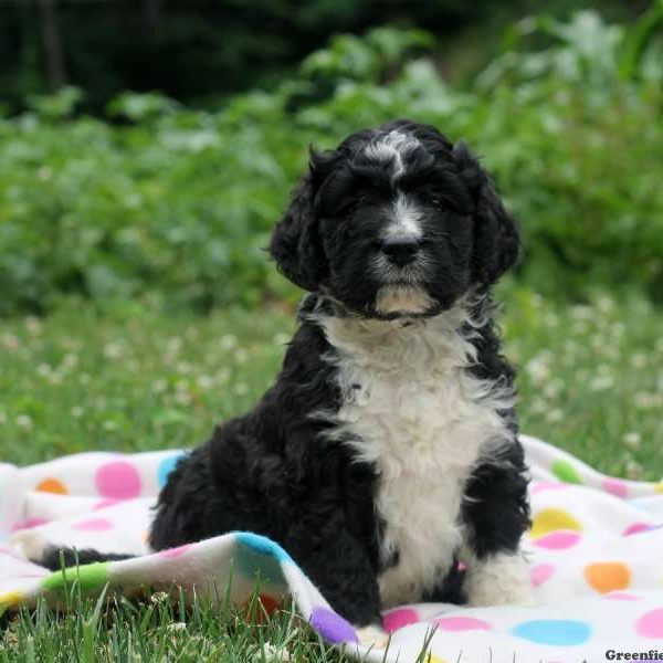 Cameron, Bernedoodle Puppy