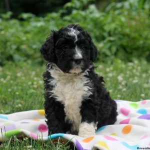 Cameron, Bernedoodle Puppy