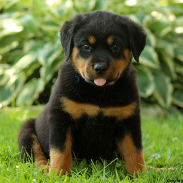 Candace, Rottweiler Puppy