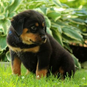 Candace, Rottweiler Puppy