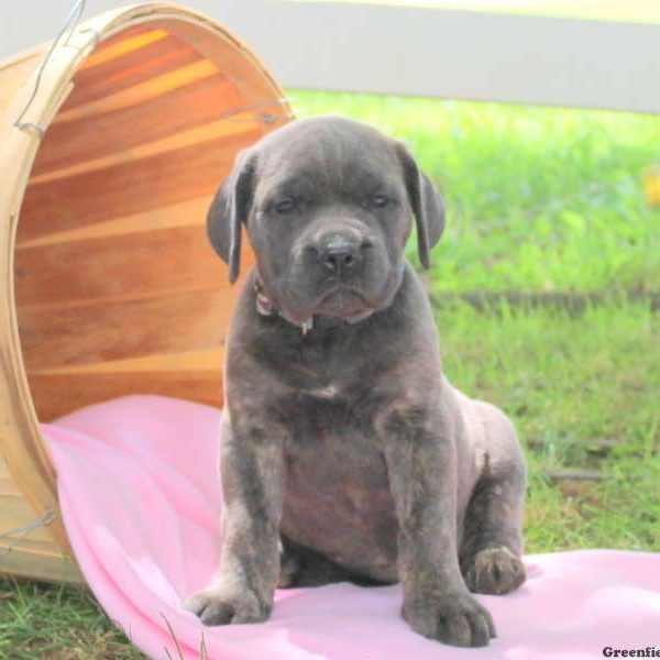 Candie, Cane Corso Puppy