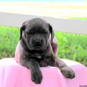 Candie, Cane Corso Puppy