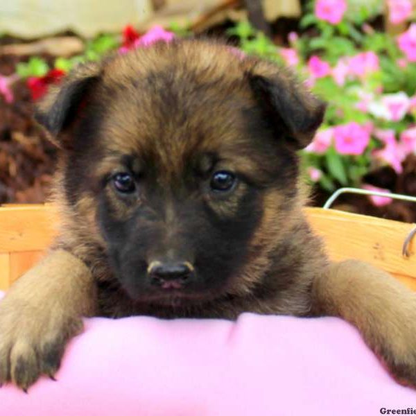 Candy, German Shepherd Puppy