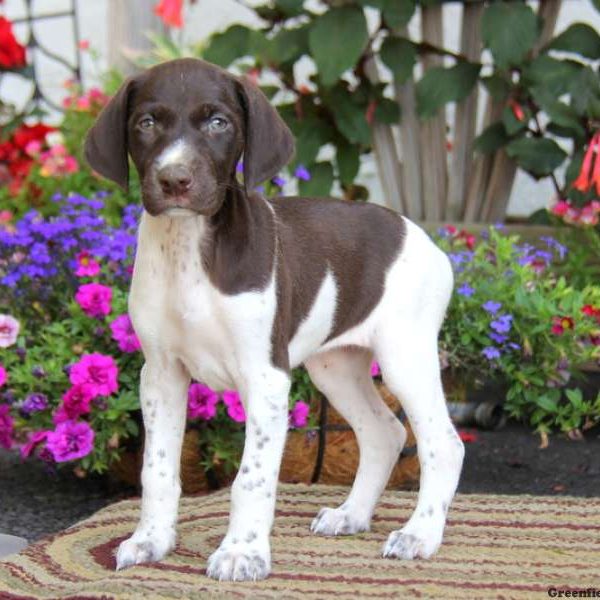 Candy, German Shorthaired Pointer Puppy