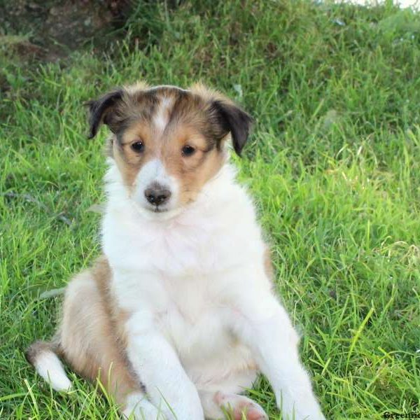 Candy, Shetland Sheepdog Puppy