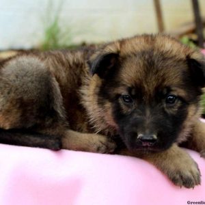 Candy, German Shepherd Puppy