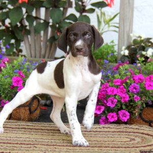 Candy, German Shorthaired Pointer Puppy