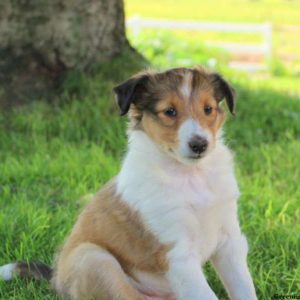 Candy, Shetland Sheepdog Puppy