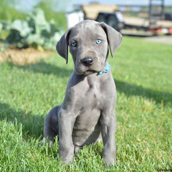 Cara, Great Dane Puppy