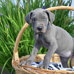 Cara, Great Dane Puppy